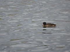 Heteronetta atricapilla