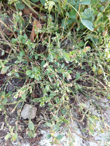 Stavikrv vtáčí (Polygonum aviculare)