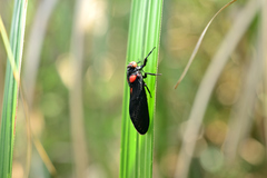 Huechys sanguinea