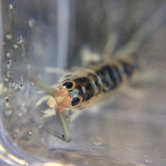 Bellorchestia quoyana