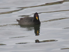 Fulica rufifrons