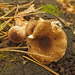 Lepiota helveola - Photo (c) Иван Матершев, some rights reserved (CC BY-NC), uploaded by Иван Матершев