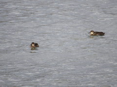 Heteronetta atricapilla