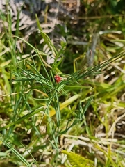 Lathyrus sphaericus image