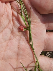 Lathyrus sphaericus image