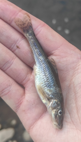 Siberian gudgeon (Gobio cynocephalus) — Cyprinidae — 3