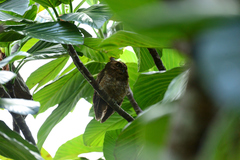 Otus elegans botelensis