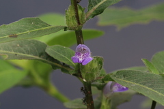 Hygrophila pogonocalyx