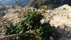 Limonium sommierianum
