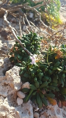 Limonium sommierianum