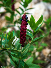 Phytolacca pruinosa