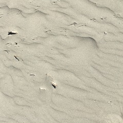 Anthus novaeseelandiae