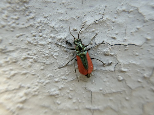Scarlet Malachite Beetle photo 6