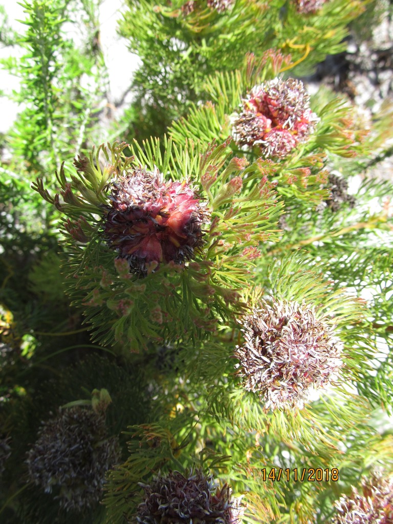 Wynberg Cluster Spiderhead Hybrid