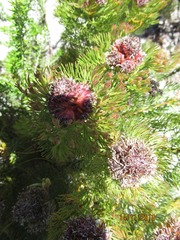 Serruria cyanoides × glomerata