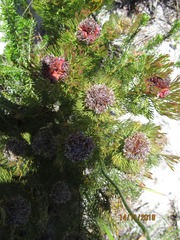 Serruria cyanoides × glomerata