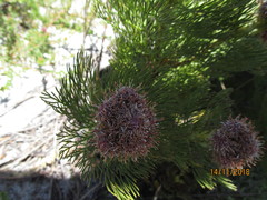 Serruria cyanoides × glomerata