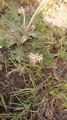 Asclepias gibba