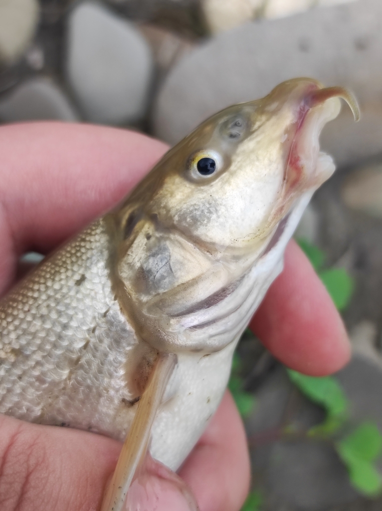 Tera Barbel