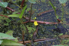 Utricularia aurea