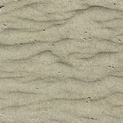 Pericoptus