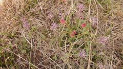 Hermannia erodioides