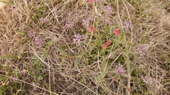 Hermannia erodioides