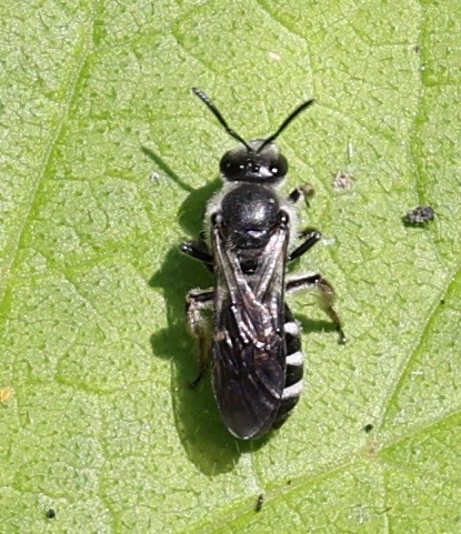 Foto von Spargel-Schmalbiene