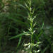 Koeleria lepida - Photo (c) Alice Shanks,  זכויות יוצרים חלקיות (CC BY-NC), הועלה על ידי Alice Shanks