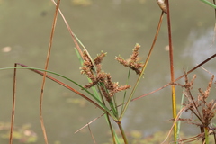 Cyperus imbricatus