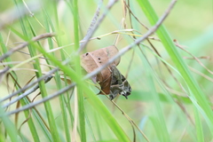 Macroglossum divergens