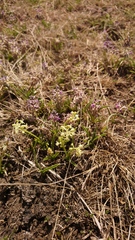 Ledebouria minima