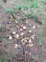 Eulophia clitellifera