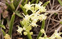 Ledebouria minima