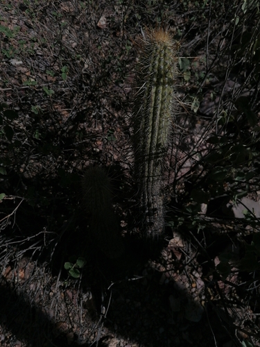 Cleistocactus luribayensis, photograph 3