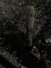 Cleistocactus luribayensis, photograph (c) Alejandro Bruno Miranda-Calle, some rights reserved (CC BY)