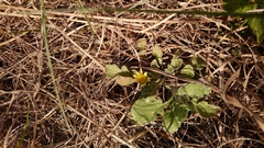 Arctotis arctotoides