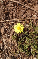 Asteraceae