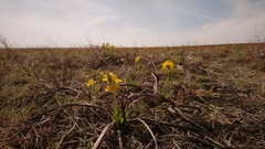 Hypoxis multiceps