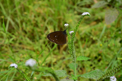 Euploea tulliolus koxinga