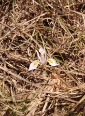 Moraea stricta