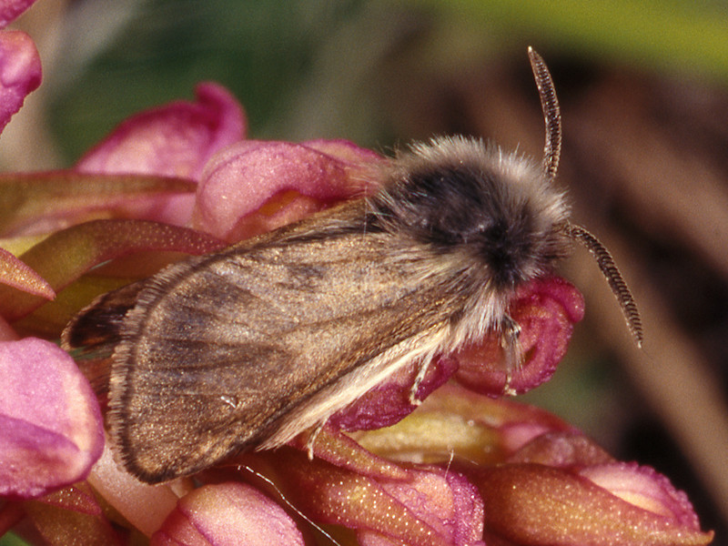 Stygioides