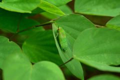 Chremistica ochracea