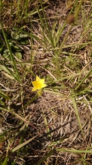 Hypoxis argentea