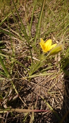 Hypoxis argentea