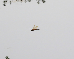 Tramea transmarina euryale
