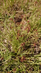 Gnidia gymnostachya