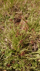 Gnidia gymnostachya