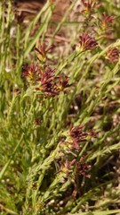 Gnidia gymnostachya