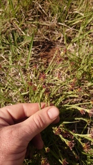 Gnidia gymnostachya
